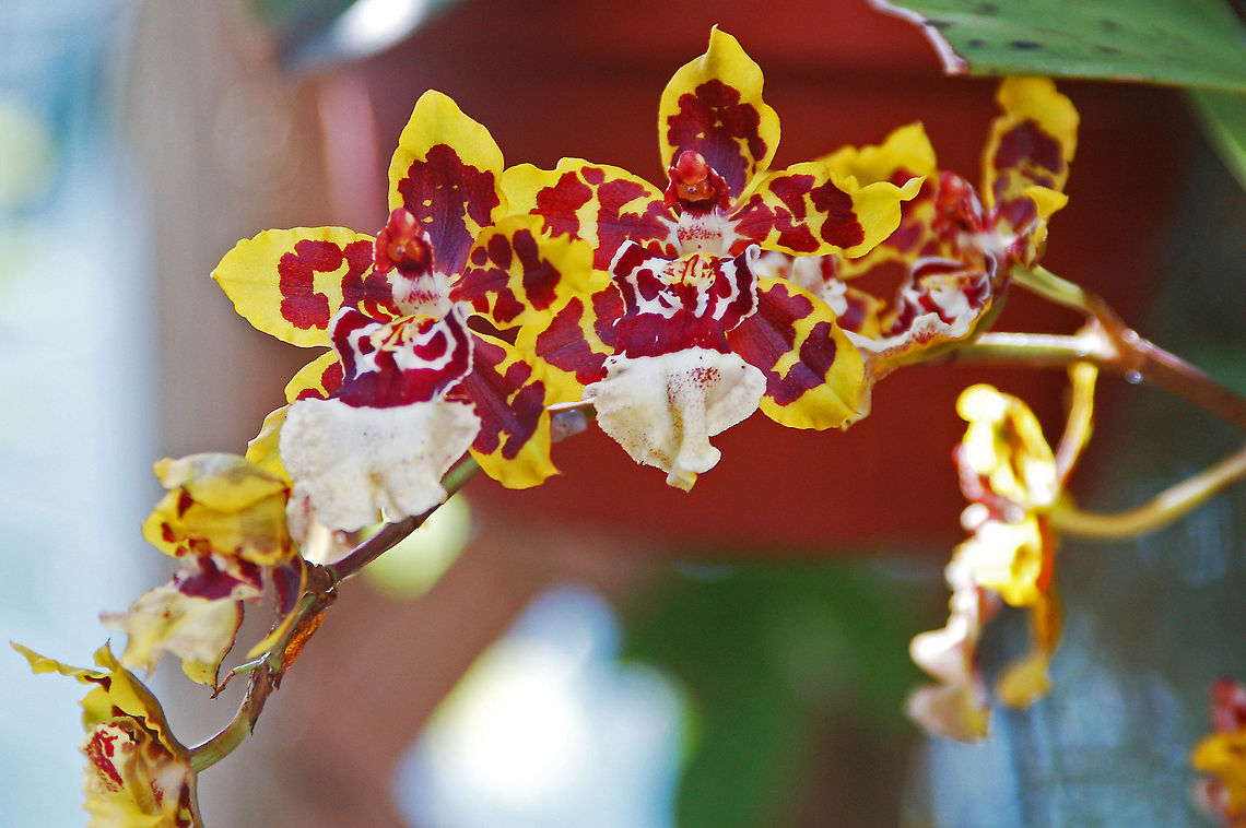 Colmanara in my Orchid Garden  Colmanara,Florida,Geotagged,United States,orchid