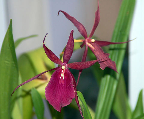 Black Spider Dendrobium in my Orchid Garden  Black Spider Dendrobium,Florida,dendrobium,orchid