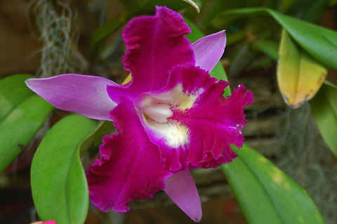 Cattleya in my Orchid Garden Cattleyas ar the most common orchids used in corsages. Florida,Geotagged,United States,cattleya,corsage orchid,orchid