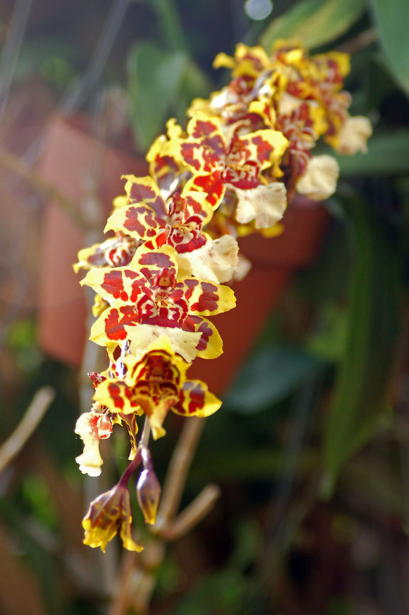 Colmanara in my Orchid Garden  Colmanara,Florida,Geotagged,Oncidium varicosum,United States,orchid