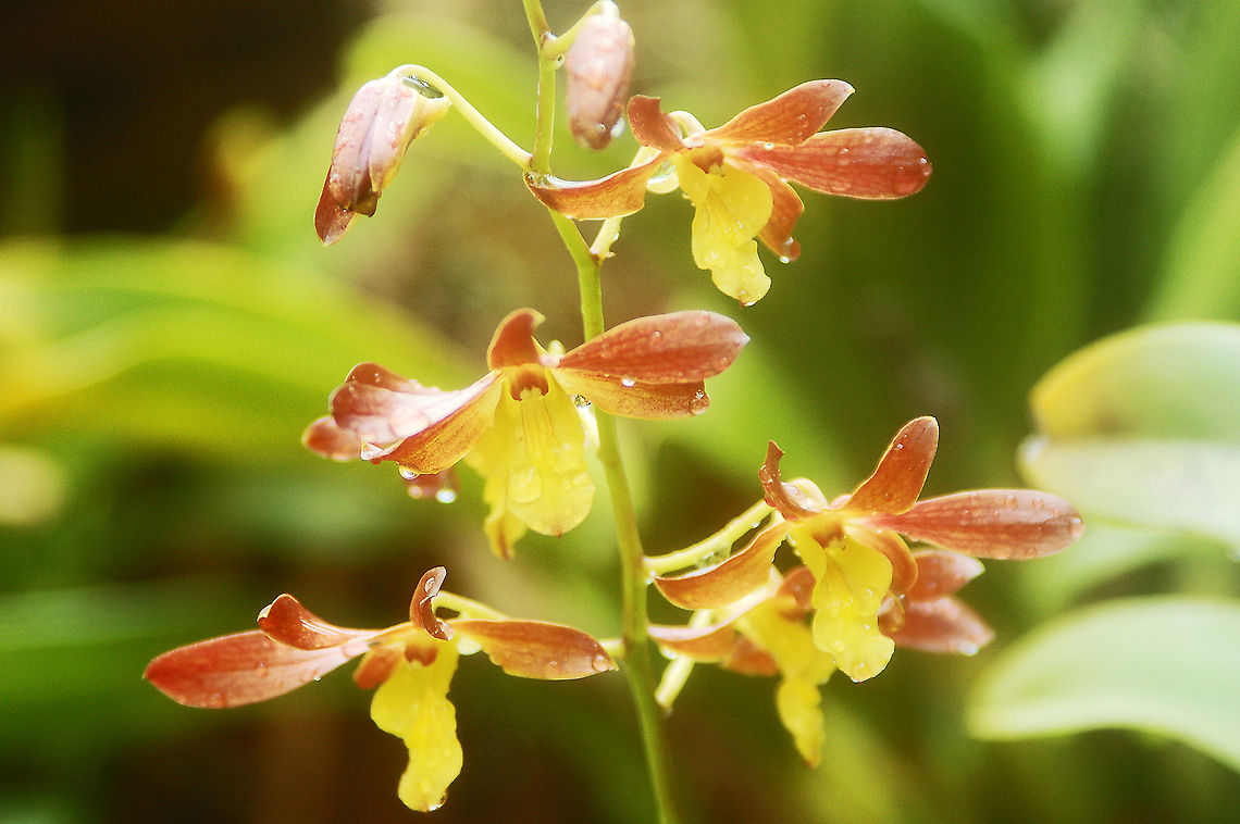 Oncidium in my Orchid Garden  Florida,Geotagged,Oncidium,United States,orchid