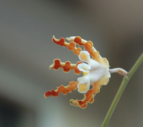 Orchid (unknown type) in my Orchid Garden  Florida,Geotagged,Orchid,United States