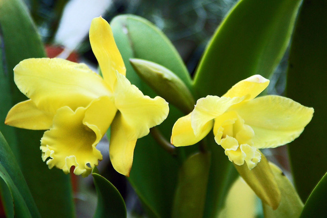 Cattleya in my Orchid Garden  Cattleya,Florida,Geotagged,United States,corsage orchid,orchid