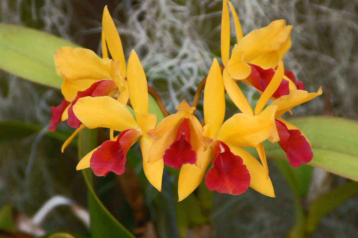 Dendrobium in my Orchid Garden  Florida,Geotagged,United States,dendrobium,orchid