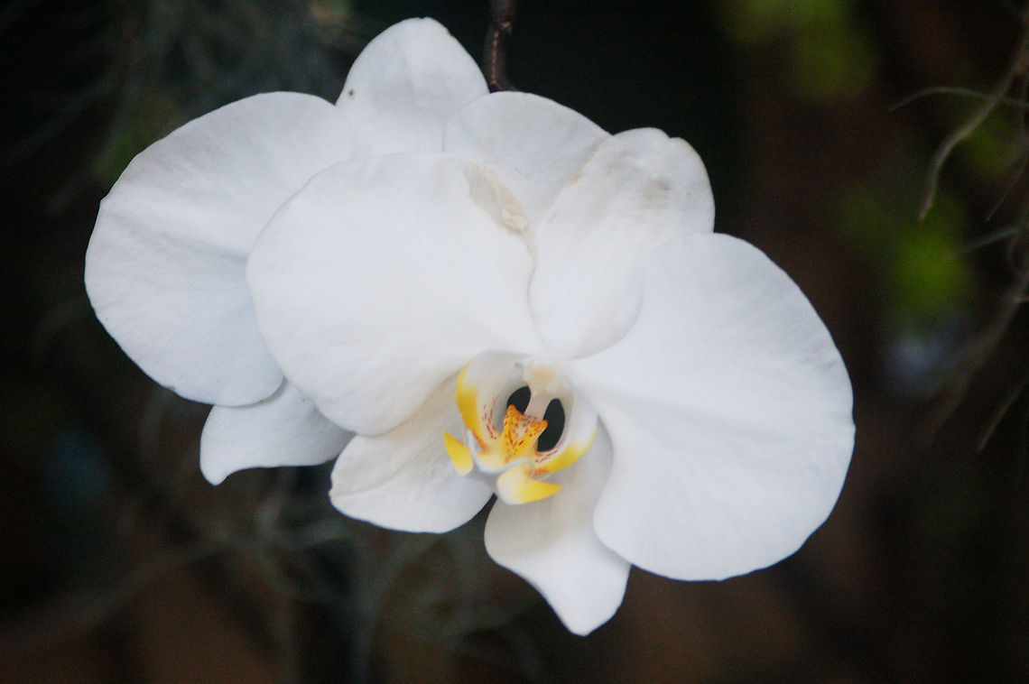 Phalaenopsis in my Orchid Garden  Geotagged,Phalaenopsis,Phalaenopsis amabilis,United States,florida,orchid