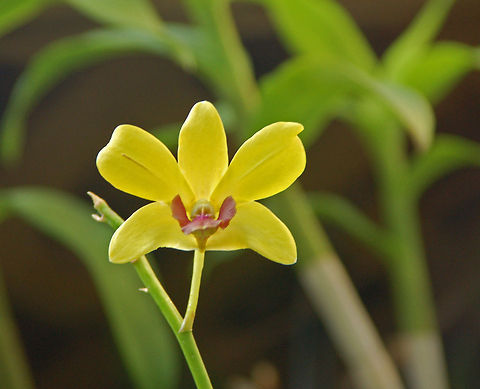 Dendrobium in my Orchid Garden  Florida,Geotagged,United States,dendrobium,orchid