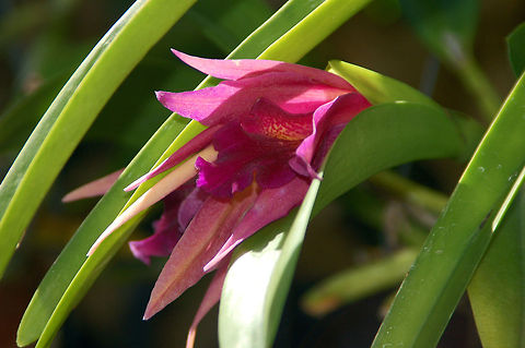 Orchid (unknown as yet) in my Orchid Garden  Florida,Geotagged,United States,orchid
