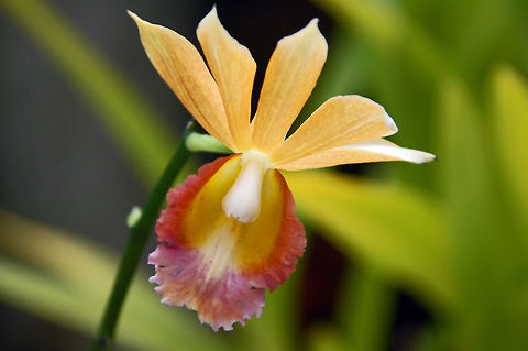 Dendrobium in my Orchid Garden  Geotagged,United States,florida,orchid