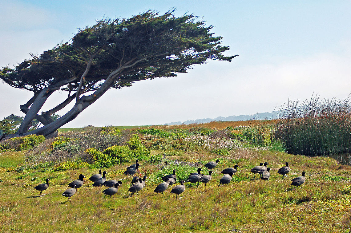 Monterey Cypress Thar she blows. Almost constant onshore winds gave me this windblown photo on the Monterey peninsula in California.<br />
<br />
In the wild, the species is confined to two small populations, near Monterey and Carmel, California, although there once was a large population. The longest-lived of these trees, based on physical evidence, is around 285 years old; how old do you think this one might be?<br />
<br />
New World ''Cupressus'' species, has been transferred to the genus ''Hesperocyparis'', on genetic evidence that the New World ''Cupressus'' are not very closely related to the Old World ''Cupressus'' species. California,Cupressus macrocarpa,Geotagged,Monterey cypress,United States