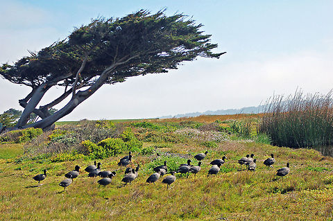Monterey Cypress Thar she blows. Almost constant onshore winds gave me this windblown photo on the Monterey peninsula in California.

In the wild, the species is confined to two small populations, near Monterey and Carmel, California, although there once was a large population. The longest-lived of these trees, based on physical evidence, is around 285 years old; how old do you think this one might be?

New World ''Cupressus'' species, has been transferred to the genus ''Hesperocyparis'', on genetic evidence that the New World ''Cupressus'' are not very closely related to the Old World ''Cupressus'' species. California,Cupressus macrocarpa,Geotagged,Monterey cypress,United States
