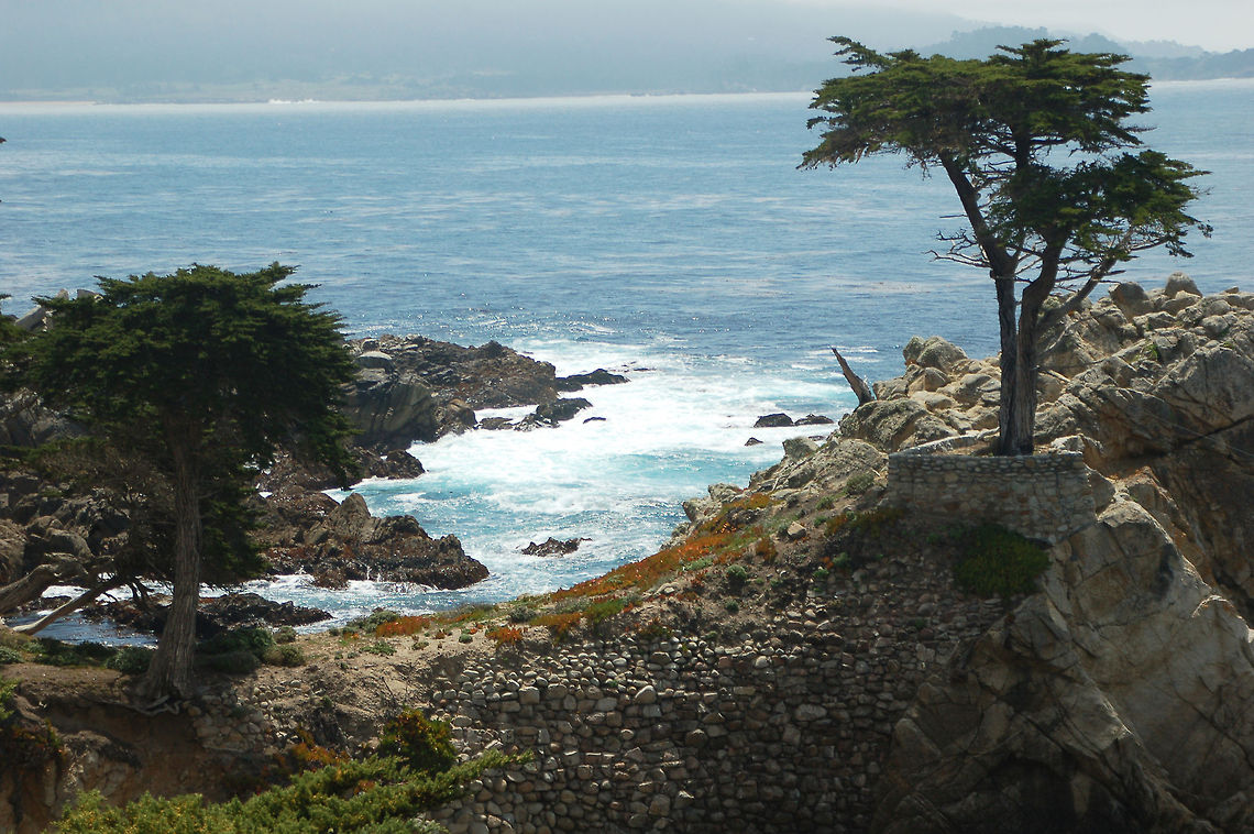 The Lone Cypress tree Probably everyone who drives the California coast has a picture of this &quot;lone&quot; tree :) California,Cupressus macrocarpa,Geotagged,Monterey cypress,United States