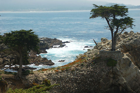 The Lone Cypress tree Probably everyone who drives the California coast has a picture of this "lone" tree :) California,Cupressus macrocarpa,Geotagged,Monterey cypress,United States