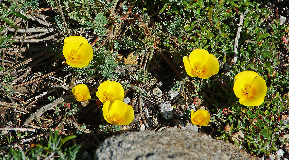 California Poppy Just growing wild near Pebble Beach, California California Poppy,Eschscholzia californica,Geotagged,United States
