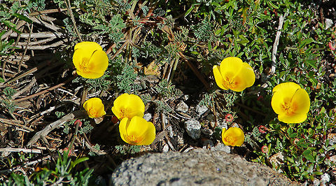 California Poppy Just growing wild near Pebble Beach, California California Poppy,Eschscholzia californica,Geotagged,United States