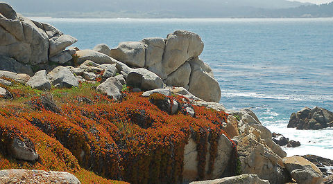 Sea Rocket (Iceplant) This succulent is beautiful but is considered a "pest" but has spread all over central California dunes and rocks. Cakile edentula,Geotagged,United States,ice plant,sea rocket