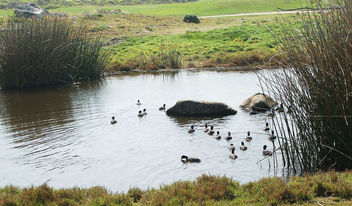 American Coots  American coot,California,Fulica americana,Geotagged,Monterey Peninsula,United States