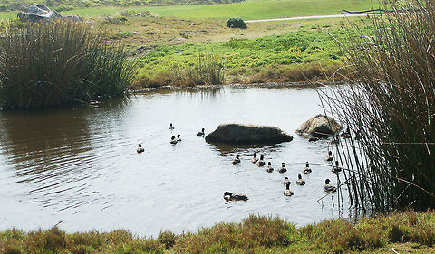 American Coots  American coot,California,Fulica americana,Geotagged,Monterey Peninsula,United States