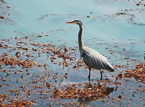 Great Blue Heron Wading in the kelp Ardea herodias,California,Geotagged,Great Blue Heron,Heron,United States