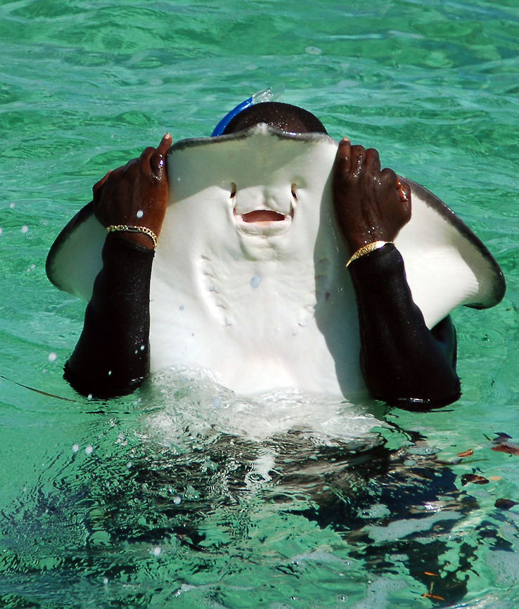 Stingray Now that is a good Halloween costume. <br />
Steve Irwin was killed doing just that...crazy! Dasyatis americana,Geotagged,Half Moon Cay,Southern stingray,The Bahamas