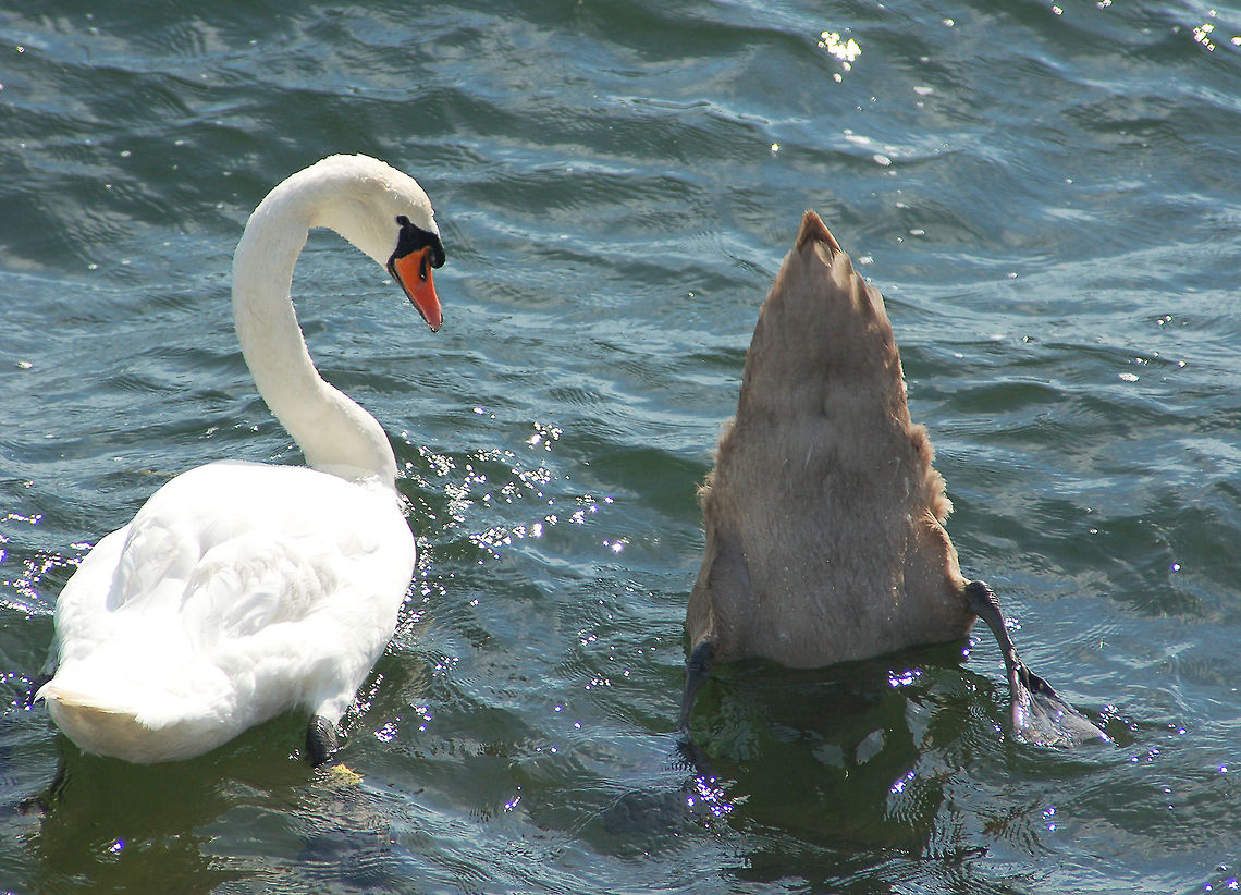Where are YOU going, may I ask?  Cygnus olor,Denmark,Geotagged,Mute Swan,copenhagen