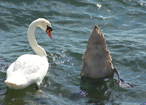 Where are YOU going, may I ask?  Cygnus olor,Denmark,Geotagged,Mute Swan,copenhagen