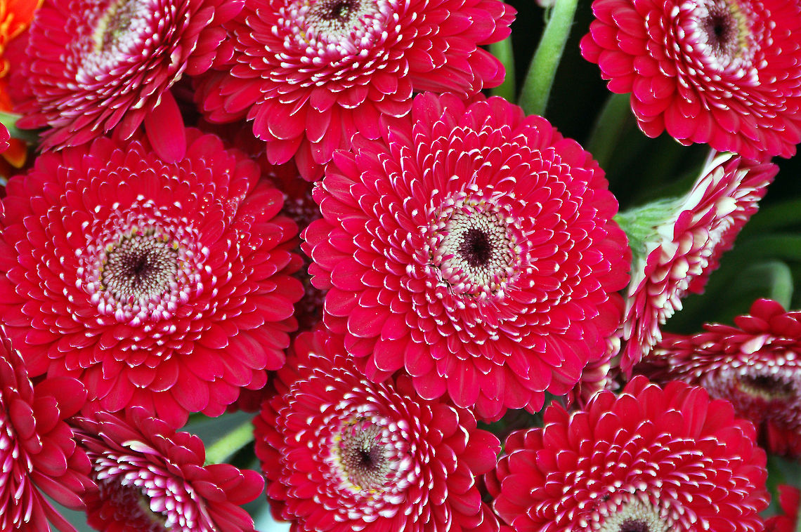 Gerbera Daisy (Barberton Daisy)  Barberton daisy,Estonia,Geotagged,Gerbera jamesonii