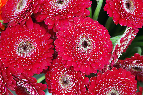 Gerbera Daisy (Barberton Daisy)  Barberton daisy,Estonia,Geotagged,Gerbera jamesonii