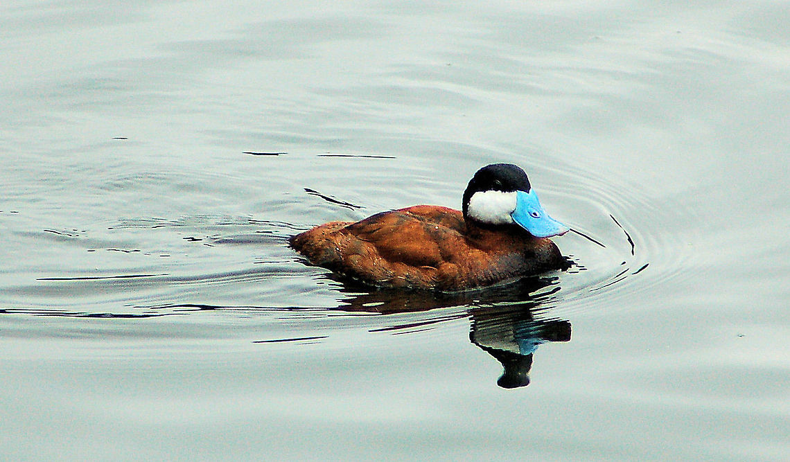 Male Ruddy Duck (Blue-billed Duck) Photographed in St. James Park in front of Buckingham Palace, London. (Not native to the UK or Europe) Blue-billed Duck,Geotagged,Oxyura jamaicensis,Ruddy duck,United Kingdom