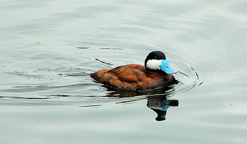 Male Ruddy Duck (Blue-billed Duck) Photographed in St. James Park in front of Buckingham Palace, London. (Not native to the UK or Europe) Blue-billed Duck,Geotagged,Oxyura jamaicensis,Ruddy duck,United Kingdom