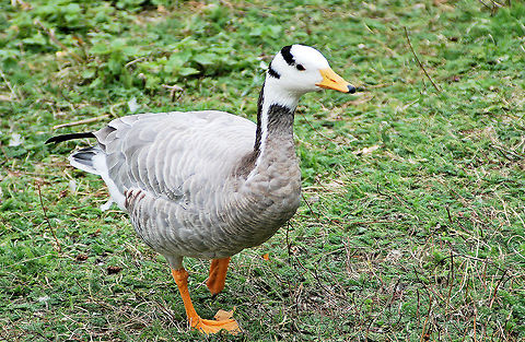 Bar-headed goose Photo taken at St. James Park in front of Buckingham Palace, London, England Anser indicus,Bar-headed Goose,Geotagged,United Kingdom