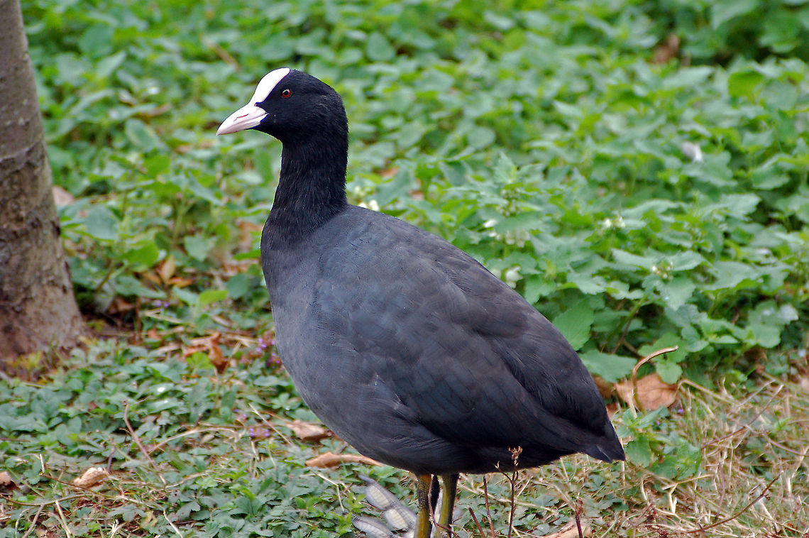 Eurasian coot Food is mainly obtained during underwater dives, but they also graze on the land and on the surface of the water. Although their main diet is vegetable matter with some insects and worms, for some reason in the northern hemisphere they do tend to consume a little more animal matter. Eurasian Coot,Fulica atra,Geotagged,London,United Kingdom