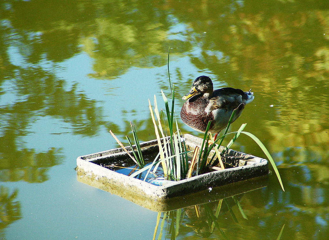 Mallard  Anas platyrhynchos,France,Geotagged,Mallard,Paris