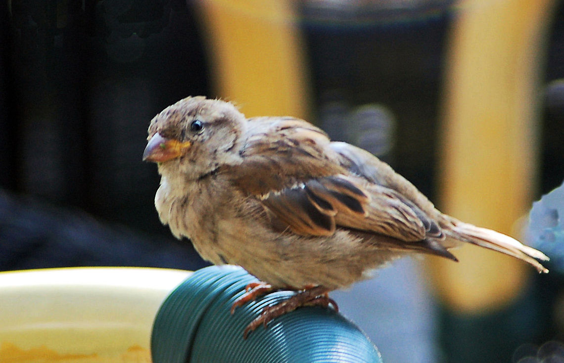 House Sparrow  Baltic,Geotagged,Germany,House sparrow,Passer domesticus,Rostock
