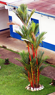 Lipstick Palm Photo taken while cruising through the Gatun Lake Locks of the Panama Canal. The red tree is interesting, of course, but also note how close the ship was to the side of the lock, for me to get this angle on a shot from a moving ship. Cyrtostachys renda,Geotagged,Lipstick Palm,Panama,lipstick palmred sealing wax palm