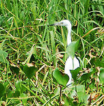 Little Blue Heron (Juvenile) The Little Blue Heron (Egretta caerulea) is unique amongst herons as it is the only species with two distinct colour morphs for mature and immature birds, with the adult bird being mostly slate-blue and the immature almost entirely bold white. This is a picture of the adult:<br />
http://www.jungledragon.com/image/21618/little_blue_heron_adult.html Costa Rica,Egretta caerulea,Geotagged,Little blue heron