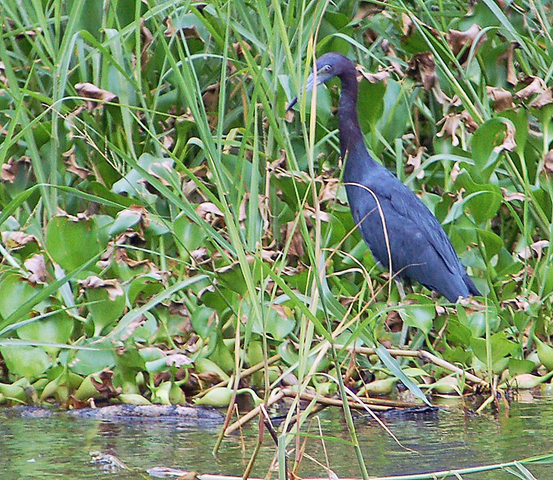 Little Blue Heron (adult) The Little Blue Heron (Egretta caerulea) is unique amongst herons as it is the only species with two distinct colour morphs for mature and immature birds, with the adult bird being mostly slate-blue and the immature almost entirely bold white. You can see the Juvenile here:<br />
<figure class="photo"><a href="https://www.jungledragon.com/image/21617/little_blue_heron_juvenile.html" title="Little Blue Heron (Juvenile)"><img src="https://s3.amazonaws.com/media.jungledragon.com/images/1780/21617_thumb.jpg?AWSAccessKeyId=05GMT0V3GWVNE7GGM1R2&Expires=1759968010&Signature=5GyTgd2AyO2I%2FG8EGfXwpBAbgeE%3D" width="150" height="152" alt="Little Blue Heron (Juvenile) The Little Blue Heron (Egretta caerulea) is unique amongst herons as it is the only species with two distinct colour morphs for mature and immature birds, with the adult bird being mostly slate-blue and the immature almost entirely bold white. This is a picture of the adult:<br />
http://www.jungledragon.com/image/21618/little_blue_heron_adult.html Costa Rica,Egretta caerulea,Geotagged,Little blue heron" /></a></figure> Costa Rica,Egretta caerulea,Geotagged,Little blue heron