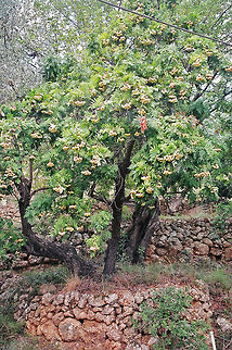 Sorbus Domestica The fruit is used to flavour some apple wines.
http://www.jungledragon.com/image/21650/unknown_tree_detail_i_need_some_help_here.html
 Geotagged,Sorbus domestica,Spain,majorca,mallorca