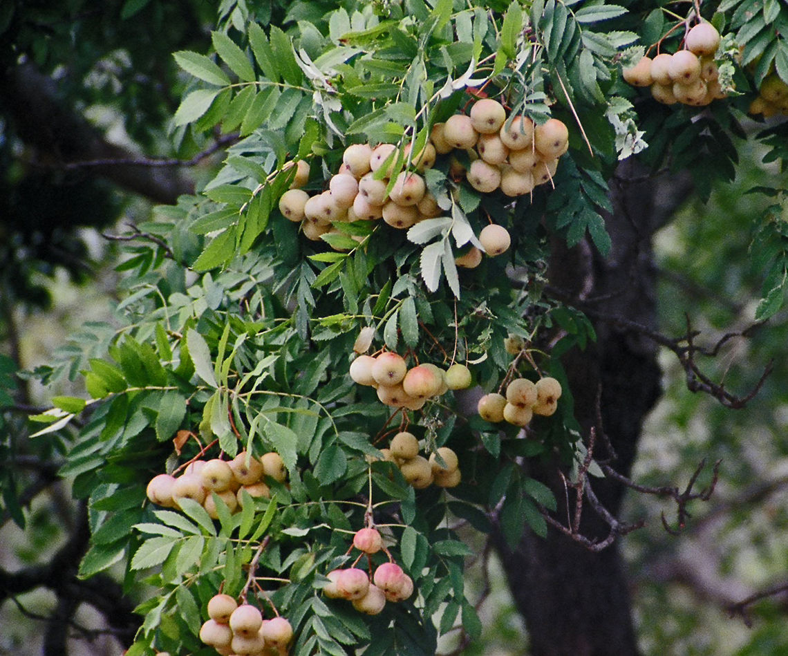 Sorbus Domestica Fruit used for apple wine flavoring:<br />
<figure class="photo"><a href="https://www.jungledragon.com/image/21649/sorbus_domestica.html" title="Sorbus Domestica"><img src="https://s3.amazonaws.com/media.jungledragon.com/images/1780/21649_thumb.jpg?AWSAccessKeyId=05GMT0V3GWVNE7GGM1R2&Expires=1763596810&Signature=UtjtxWK00ogoDLPG7zAqBeqOy5Y%3D" width="102" height="152" alt="Sorbus Domestica The fruit is used to flavour some apple wines.<br />
http://www.jungledragon.com/image/21650/unknown_tree_detail_i_need_some_help_here.html<br />
 Geotagged,Sorbus domestica,Spain,majorca,mallorca" /></a></figure> Geotagged,Sorbus domestica,Spain,majorca,mallorca