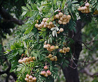 Sorbus Domestica Fruit used for apple wine flavoring:<br />
http://www.jungledragon.com/image/21649/unknown_tree_-_near_palma_de_mallorca_sp.html Geotagged,Sorbus domestica,Spain,majorca,mallorca