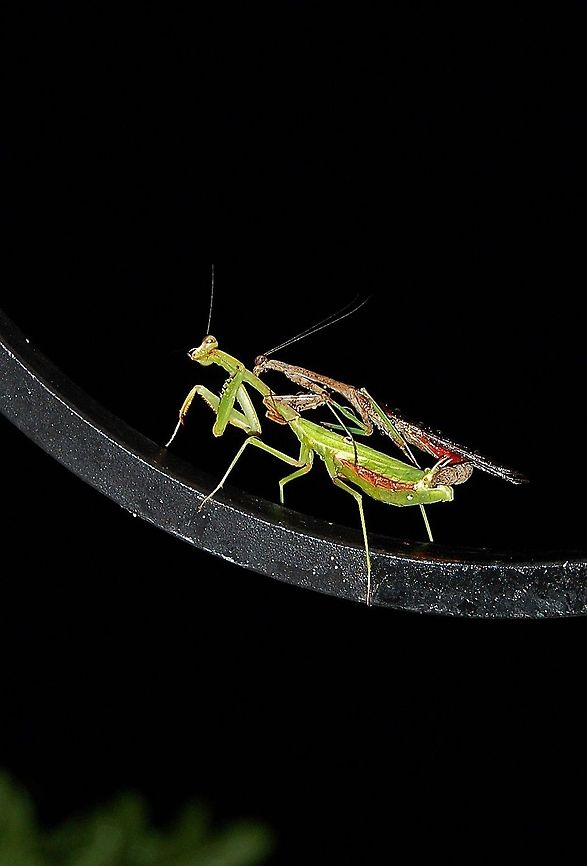 Praying Mantises mating This young man does not have very long to live. the female will most likely eat the male after (or even during) the mating process. European Mantis,Georgia,Geotagged,Mantis religiosa,United States