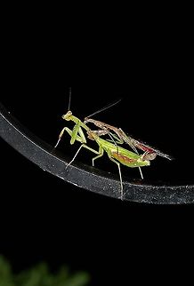 Praying Mantises mating This young man does not have very long to live. the female will most likely eat the male after (or even during) the mating process. European Mantis,Georgia,Geotagged,Mantis religiosa,United States