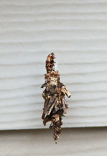 Bagworm emerging from its case (or bag) Bagworms are the larval (caterpillar) stage of a moth that is rarely seen. Only the males develop into typical moths capable of flight. The adult female is grub-like and remains inside the bag until just before she dies. Bagworms pass the winter as eggs inside the bag that contained the previous year’s female. In mid to late May the eggs hatch, and the tiny larvae crawl out from the end of the bag in search of food. By using silk and bits of plant material, they soon construct a small bag around their hind part that looks like a tiny, upright ice cream cone. As the larvae continue to feed and grow, they enlarge the bag enabling them to withdraw into it when disturbed. Older larvae strip evergreens of their needles and consume whole leaves of susceptible deciduous species, leaving only the larger veins. The bag is ornamented with bits of whatever type of vegetation they are feeding upon.  Case moth,Evergreen Bagworm,Geotagged,Thyridopteryx ephemeraeformis,United States,bag worm,georgia catepillar