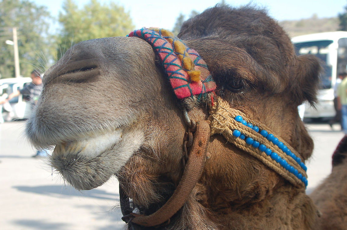 Do I detect a teardrop? Taken near Ephesus, Turkey Camelus dromedarius,Dromedary camel,Geotagged,Turkey