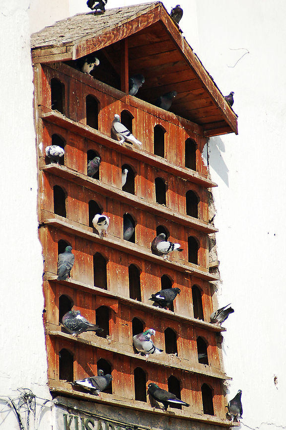 Apartment living in Kusadasi. Now THAT is a bird house! Columba livia,Feral Pigeon,Geotagged,Kusadasi Turkey,Rock Dove