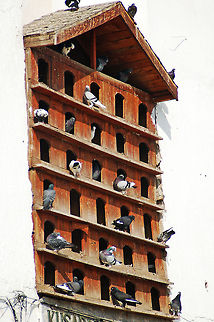 Apartment living in Kusadasi. Now THAT is a bird house! Columba livia,Feral Pigeon,Geotagged,Kusadasi Turkey,Rock Dove