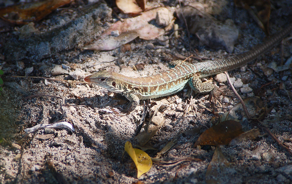 Antiguan Ground Lizard A rare endangered species of lizard found only in Antigua &amp; Barbuda, a small Caribbean island nation. Ameiva griswoldi,Antigua and Barbuda,Antiguan ground lizard,Fall,Geotagged,Griswolds Ameiva,Lizard