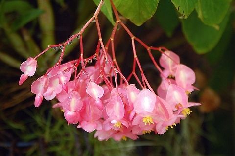 Angel Wing Begonia  Begonia coccinea,Geotagged,United States