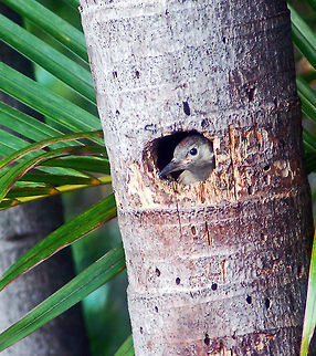 Red-bellied Woodpecker chick "she left an hour ago to get my breakfast...where is she...I'm hungry?" Florida,Geotagged,Melanerpes carolinus,Red-bellied Woodpecker chick,United States