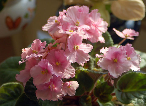 African violet  Florida,Geotagged,United States