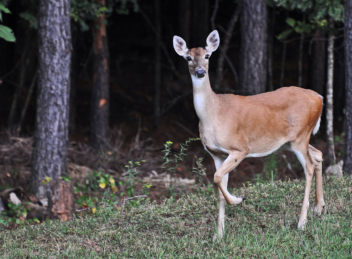 Deer stomping Deer are social creatures and, much like man, have a definite social structure. With this social structure comes a complex set of rules with which every deer in the herd must comply. These rules within the deer herd demand a method of communication whereby deer can react and respond to each other, establish herd hierarchy, or pecking order, and mutually warn each other of potential danger. <br />
<br />
When deer detect a potential threat all of their senses are directed toward that area of concern. The deer assumes what is called a stereotypic alert posture. This posture includes the cocking forward of both ears and erection of the hair, particularly along the back. If a deer is unsure as to the actual presence of a threat, it will usually stomp a forefoot.<br />
<br />
I have noticed that very often, if I move my head from side to side in a non-aggressive way, or if I stop staring at it or look away, the deer will stop stomping (and snorting) and just go back to eating. If it is still unsure, it will run away.<br />
<br />
You can see their behavior on this You Tube link: <section class="video"><iframe width="448" height="282" src="https://www.youtube-nocookie.com/embed/5fM9qlBsMYE?hd=1&autoplay=0&rel=0" frameborder="0" allowfullscreen></iframe></section> Georgia,Geotagged,Odocoileus virginianus,United States,White-tailed Deer